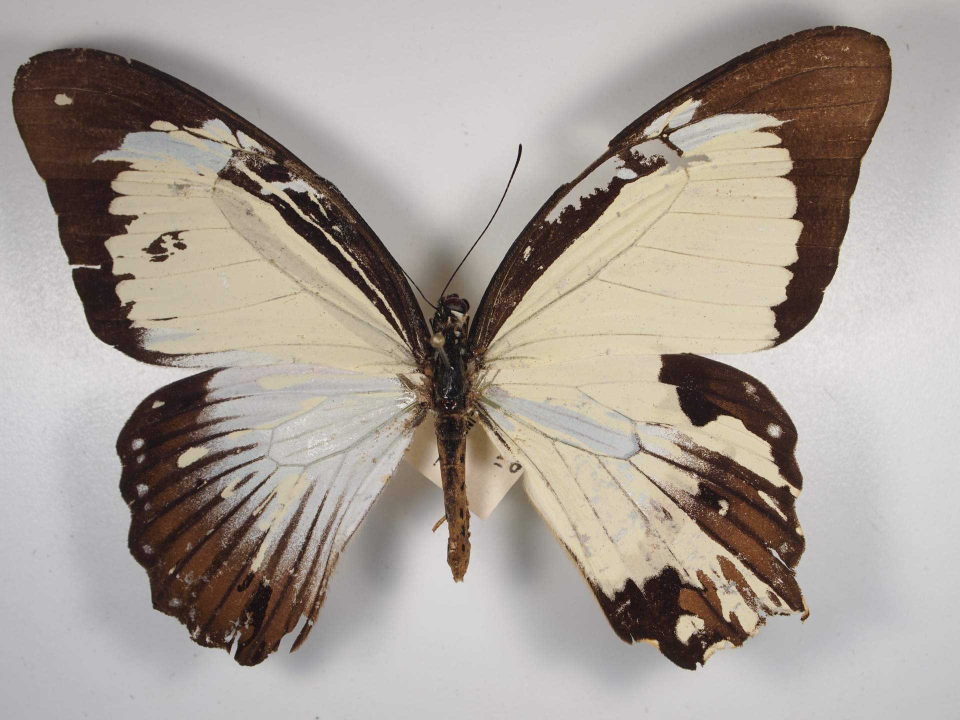 Paplio dardanus (Gynandromorph 2) (Internet Image property of respective owner, non-commercial use only)
